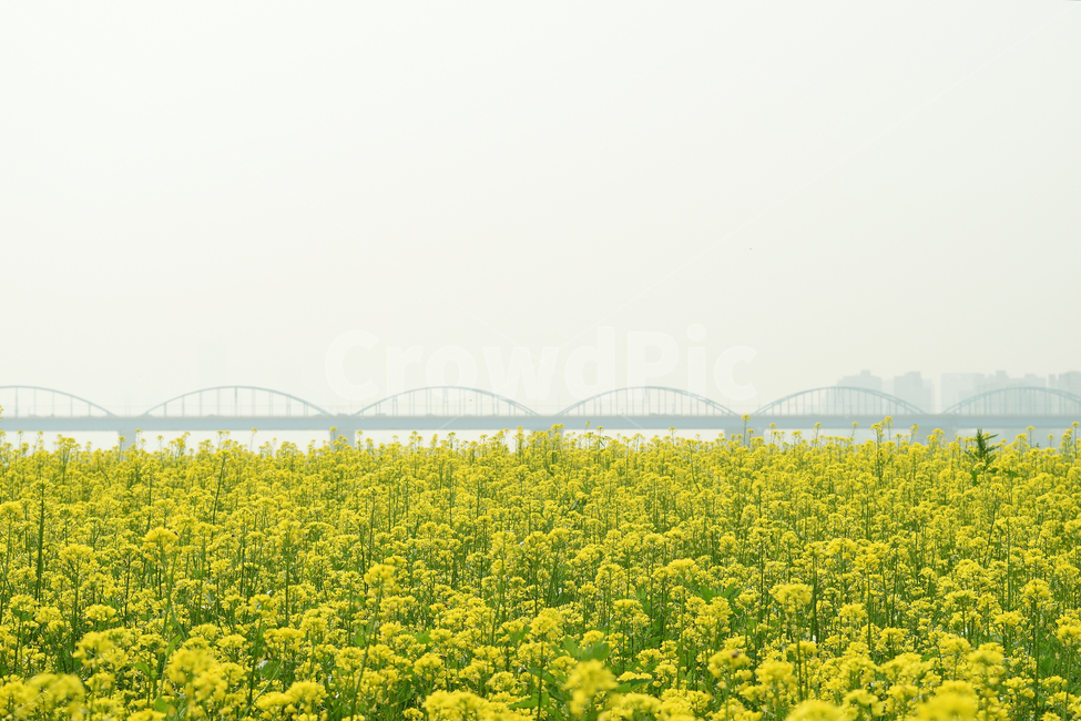 유채꽃,꽃,풀,다리,bridge,grass,flower,봄,계절,spring,season,자연,풍경,nature,landscape,outdoors,옥외,field,들,grassland,목초지,rural,농촌,farm,농장
