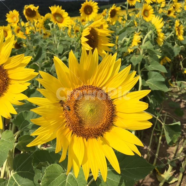 해바라기,꽃,구름,하늘,필터사진,감성사진,flower,여름,여름풍경,들,농촌,자연,field,벌,곤충,식물,plant