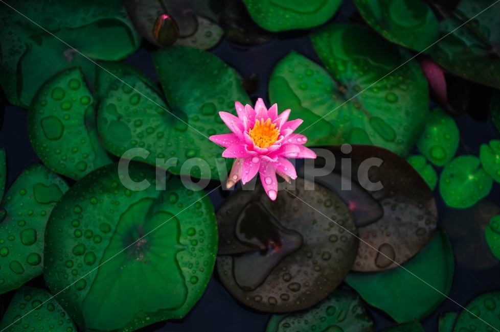수련,비,꽃,Flower,Rain,비,비오는날,rain,rainy,식물,자연,plants,nature,꽃,flower