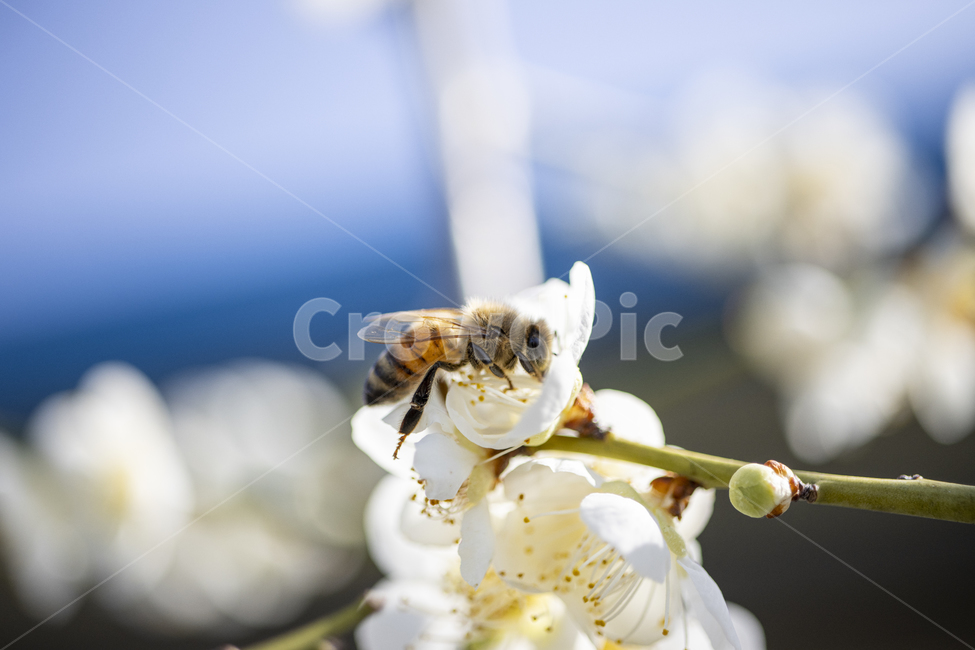 매화,매화꽃,봄꽃,꽃,나무가지,식물,벌,honeybee,꿀벌,곤충,animal,자연,식물,자연,plants,nature,꽃,flower,동물,animal,곤충,벌레,insect,bug