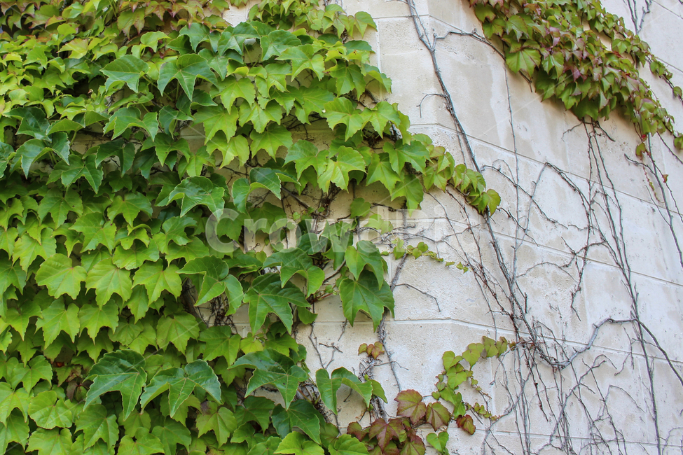 벽,담쟁이넝쿨,벽돌,외벽,ivy,ivyleaves,wall,green,leaves,건물,nature,잎,녹음,ivied,담벼락