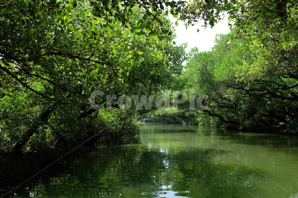 초록,숲,늪,터널,그린터널,대만,자연,풍경,nature,landscape,land,땅,outdoors,옥외,water,물,vegetation,초목,plant,식물