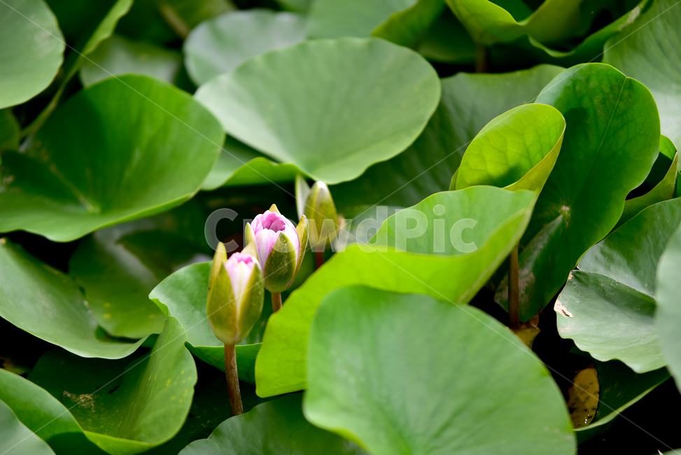 연못,연잎,연꽃,연,물풀,수련과,방패모양잎,큰잎,잎,연줄기,lotus