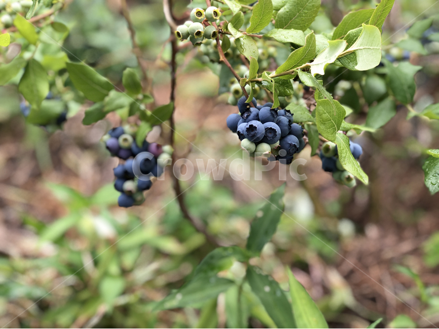블루베리,열매,웰빙,다이어트,베리,나무,농사,식물,자연,디저트,plants,nature,fruit,food,cook,meal,dishes,과일,열매,fruit