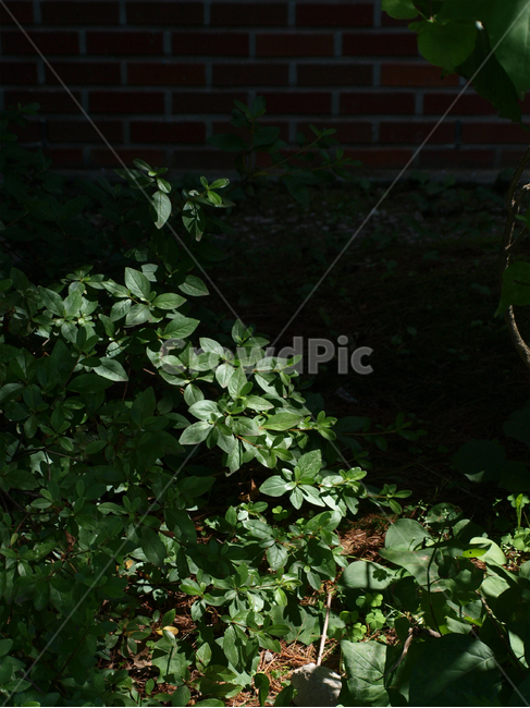 식물,햇빛,빛,plant,sunlight,light,초록,녹색,green,식물,자연,plants,nature