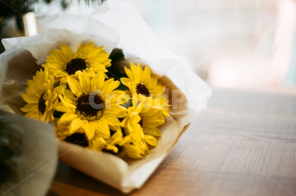 꽃,해바라기,필카,감성,노란색,필름카메라,감성사진,꽃다발,배경,식물,자연,plants,nature,꽃,flower,기념일,축하,anniversary,congratulation,celebrate,celebration