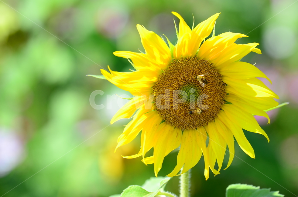 해바라기,벌,꽃,여름,곤충,식물,노랑,배경화면,backgroundpictures,식물,자연,plants,nature,꽃,flower