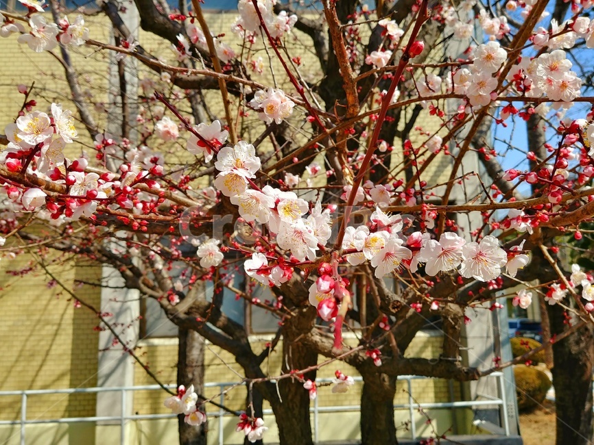 plant,식물,blossom,꽃,flower,매화,plum,spring,봄