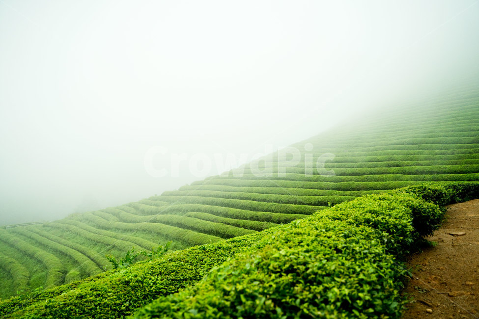 녹차밭,녹차,보성,보성녹차밭,안개,초록,자연,nature,풍경,한국풍경,자연,풍경,nature,landscape,한국자연풍경,한국자연경관,korea nature landscape,green,outdoors,옥외,field,들