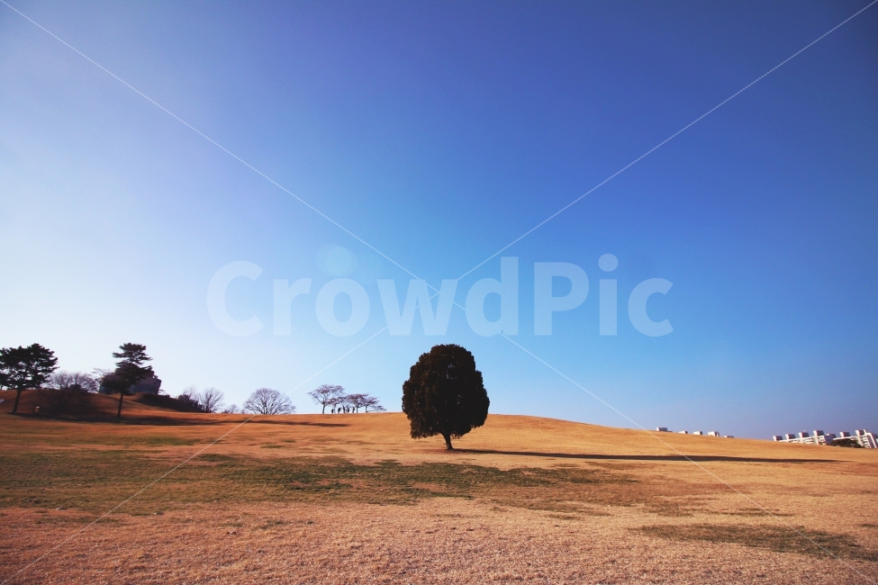 올림픽공원,나홀로나무,왕따나무,나무,풍경사진,tree,park,landscape,자연,풍경,nature,landscape,outdoors,옥외
