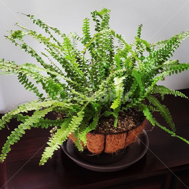 더피고사리,화초,화분,양치식물,식물,실내용화초,화분,화초,house plant