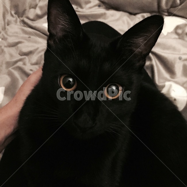 고양이,검은고양이,코리안숏헤어,올블랙고양이,cat,눈빛,눈동자,cats,동물,animal,포유류,mammal,고양이,cat,kitten,kitty