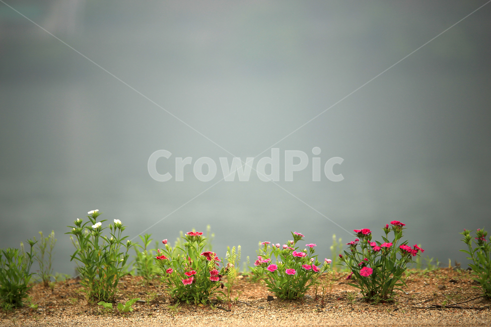 호수,물,꽃,flower,호숫가