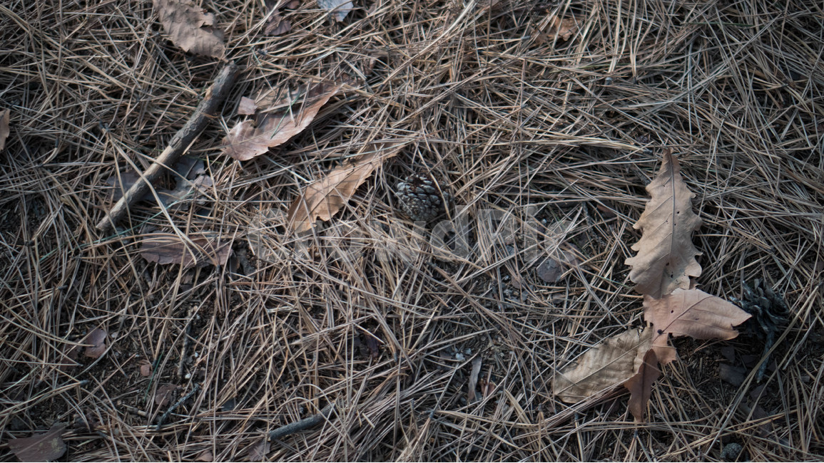 겨울,산,낙엽,땅,흙,소나무,배경,가을,계절,fall,autumn,season,식물,자연,plants,nature,ground,바닥