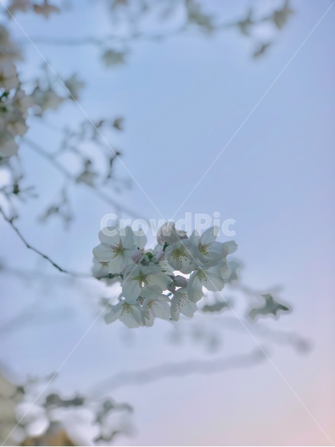 벚꽃,벚꽃엔딩,봄,봄꽃,벚꽃축제,벚꽃놀이,봄,계절,spring,season,plant,식물,flower,꽃,blossom