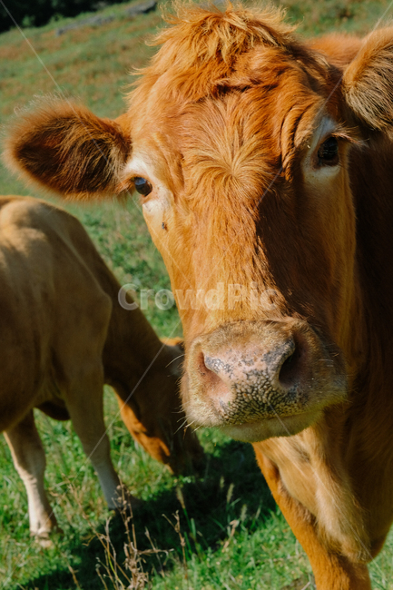소,한우,송아지,방목,제주,animal,동물,cow,cattle,가축,포유류,mammal,동물,animal,포유류,mammal