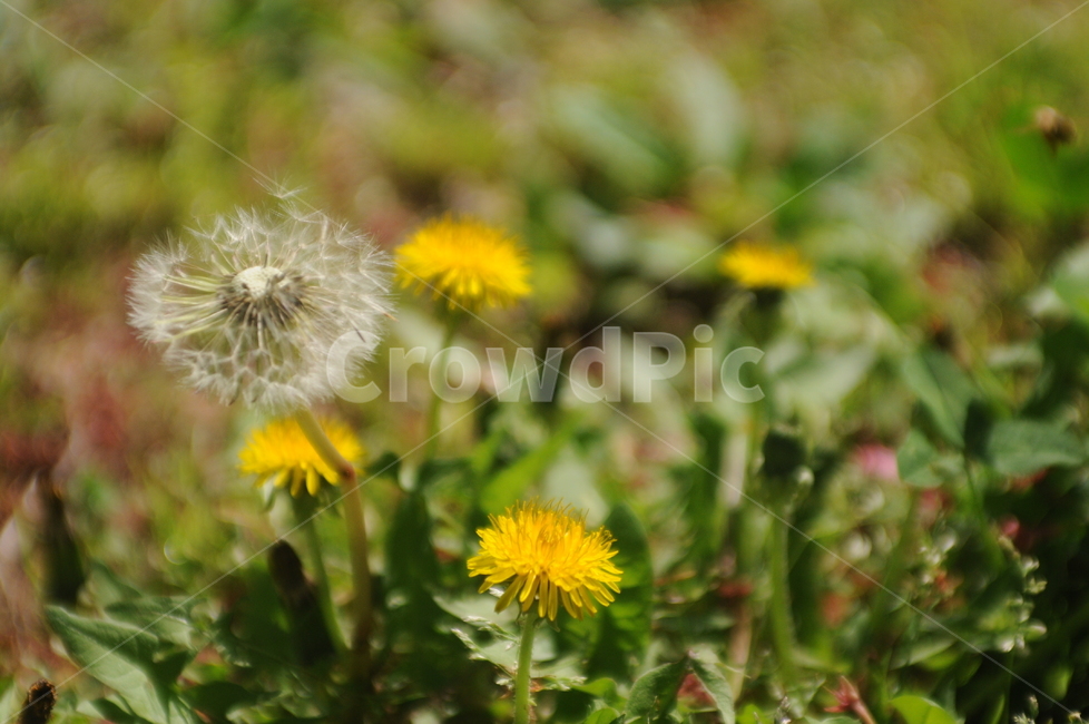 꽃,flower,봄,민들레,spring