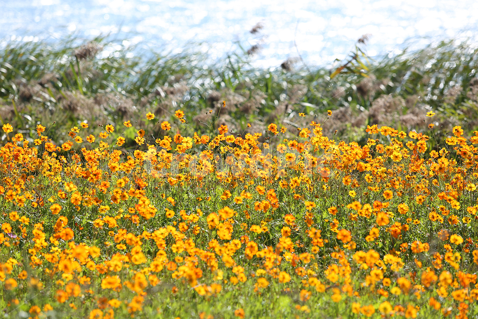 물의정원,황하코스모스,노랑코스모스,노랑,꽃,flower,yellow,cosmos,yellowcosmos,가을,계절,fall,autumn,season,식물,자연,plants,nature,꽃,flower,field,들,plant,grassland,목초지,outdoors,옥외