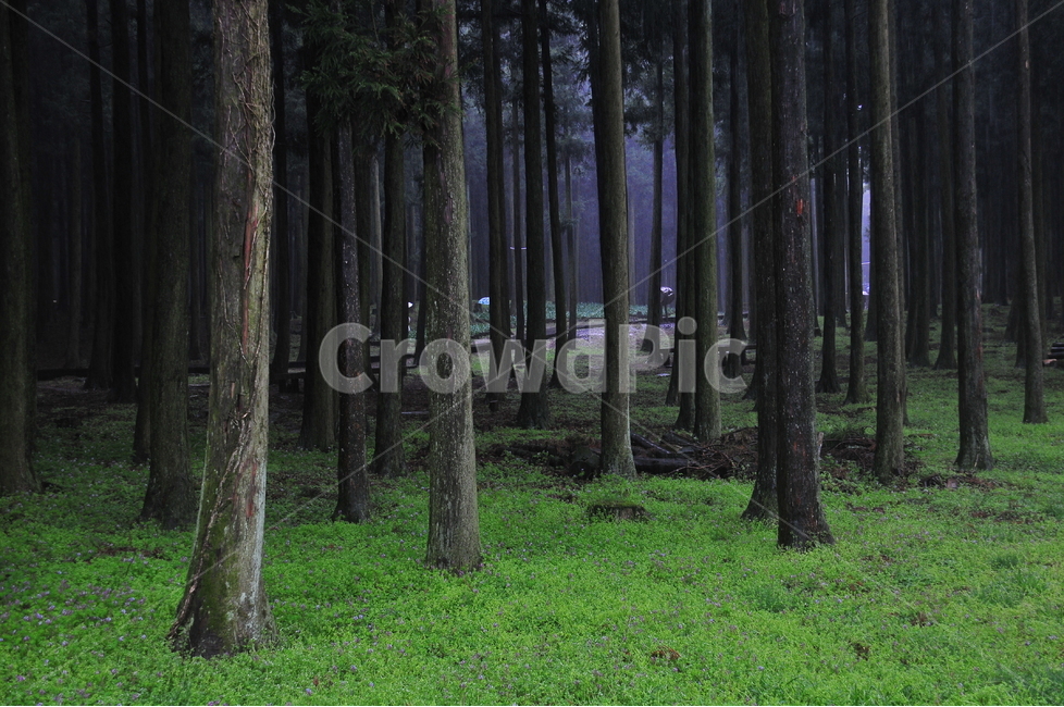 삼나무,푸른숲,풍경,공원산책,나무,숲속,자연,풍경,nature,landscape,식물,plants,나무,trees,wood,휴식,힐링,rest,relaxation,healing,tree,plant,tree trunk,나무 줄기