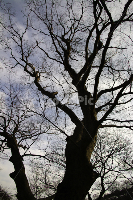 나무,겨울,식물,plant,하늘,식물,자연,plants,nature,나무,trees,wood