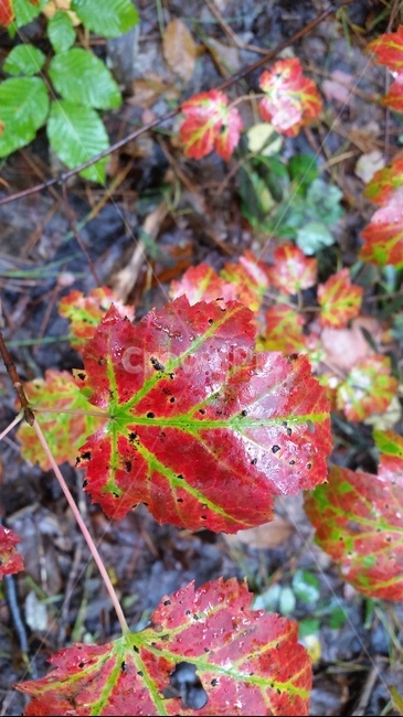 maple,canada,캐나다,단풍잎,단풍나무