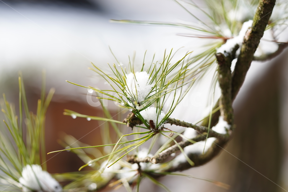 감성,눈꽃,소나무,접사,나무,겨울,계절,winter,season