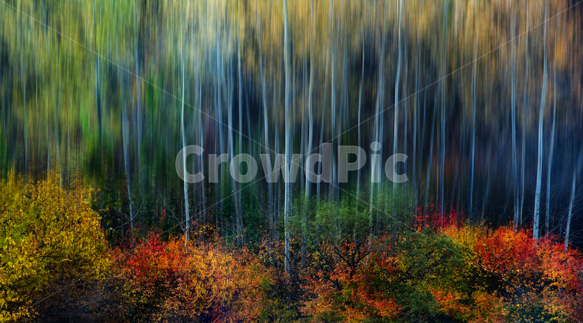 추상,자작나무,한국,가을,이미지,가을,계절,fall,autumn,season,자연,풍경,nature,landscape