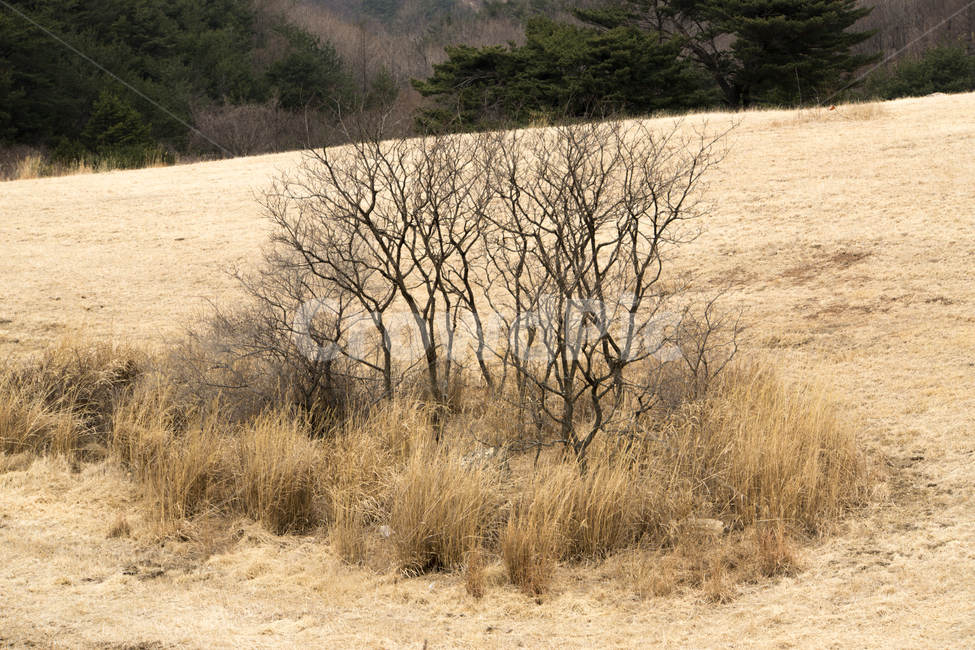 나무,들판,나뭇가지,늦겨울,오후,풍경,식물,자연,plants,nature,나무,trees,wood