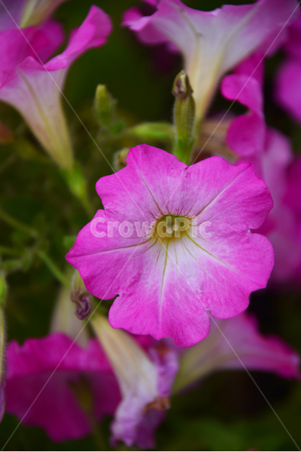 꽃,예쁜,색갈,색감,꽃들,빛감,보라색,보라빛,자주색,자주빛,식물,자연,plants,nature,꽃,flower