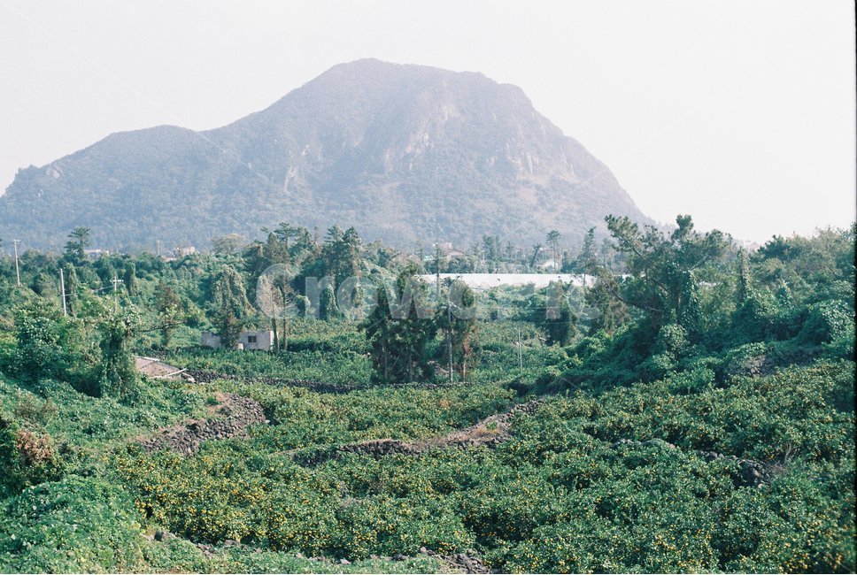 자연,nature,jeju,제주,풍경,제주도,나무,숲,초록,green,island,섬,tree,forest,필름카메라,film,camera,카메라,녹색
