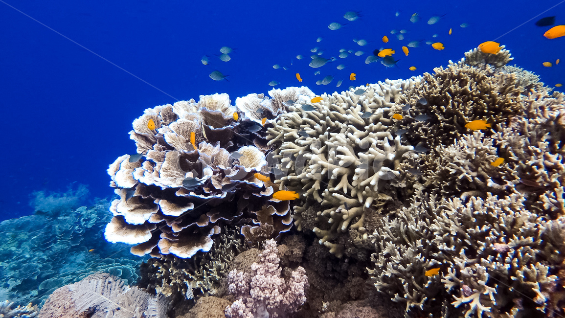 산호,바다,자연,sea,바다속,물고기,coral,동물,animal,어류,물고기,fish