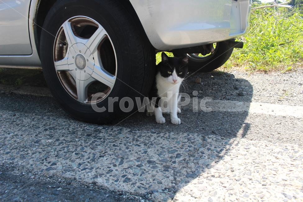 그늘에서쉬는고양이,그늘,고양이,여름,거리,차밑,동물,animal,포유류,mammal,고양이,cat,kitten,kitty