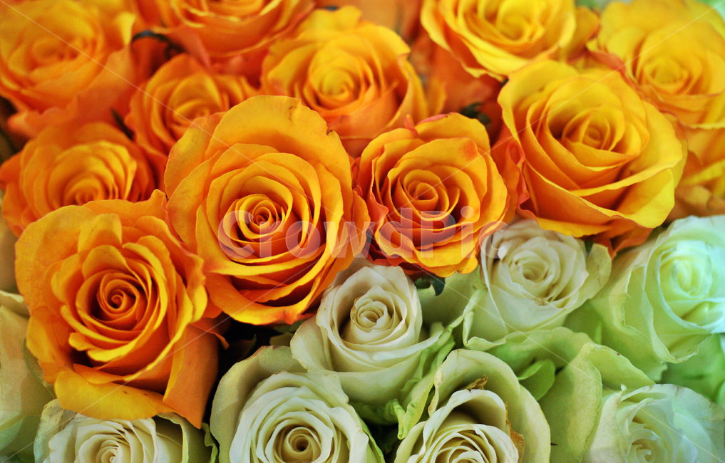 장미,다발,백장미,프로포즈,감사,기념,꽃다발,꽃,flower