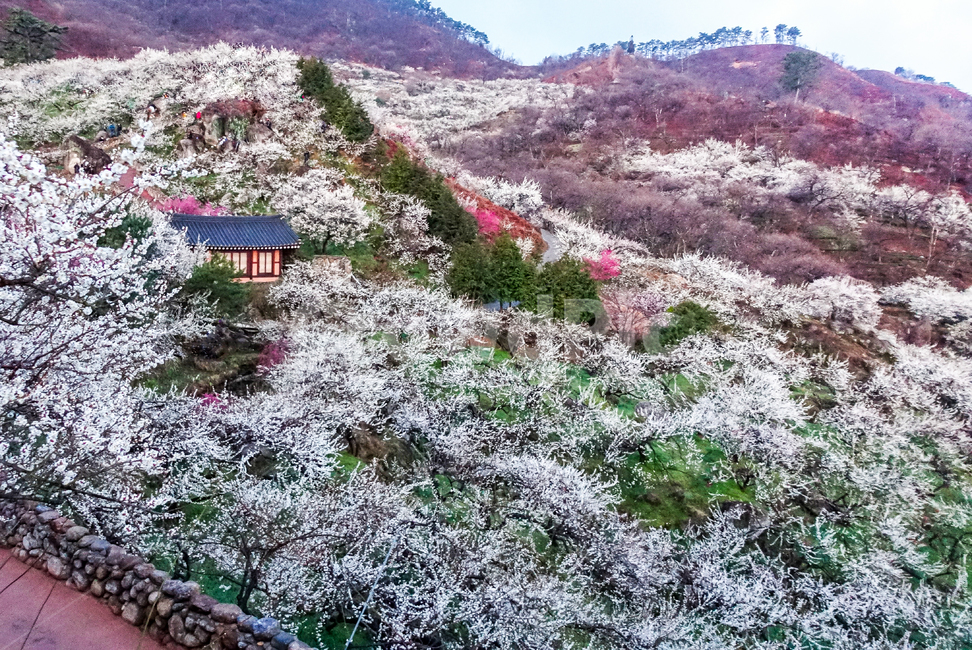 광양,홍쌍리,매화,봄,꽃,flower,꽃밭,식물,봄,계절,spring,season