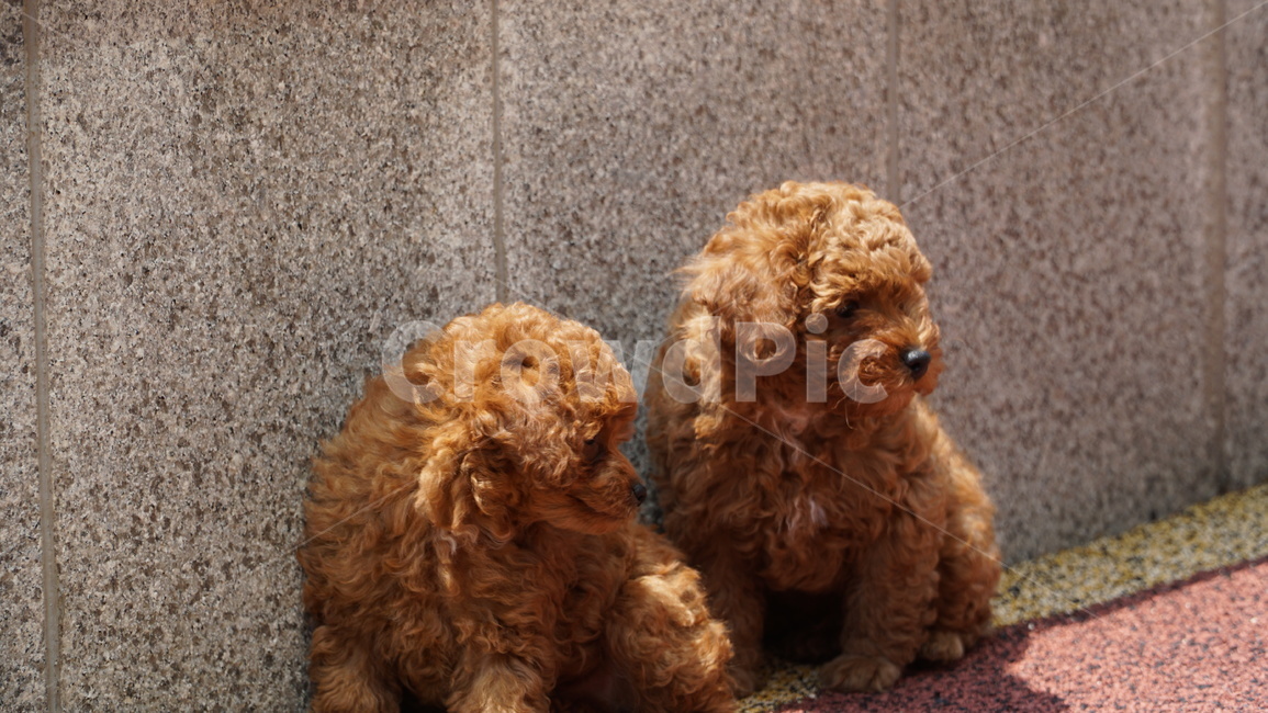 pet,dog,개,animal,동물,강아지,푸들,반려견,반려,애완,댕댕이,꼬물이,동물,animal,포유류,mammal,개,강아지,dog,doggy