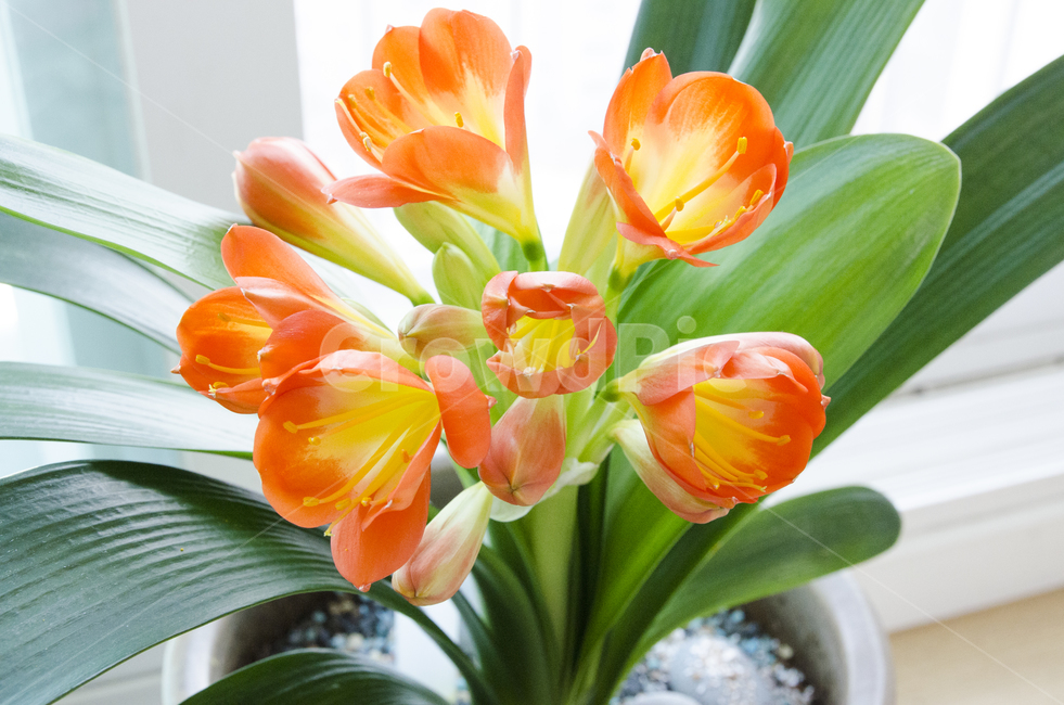 plant,식물,blossom,flower,꽃,kaffirlily,군자란,난,주황색,뷰티풀,아름다움,향기로움,식물,자연,plants,nature,꽃,flower