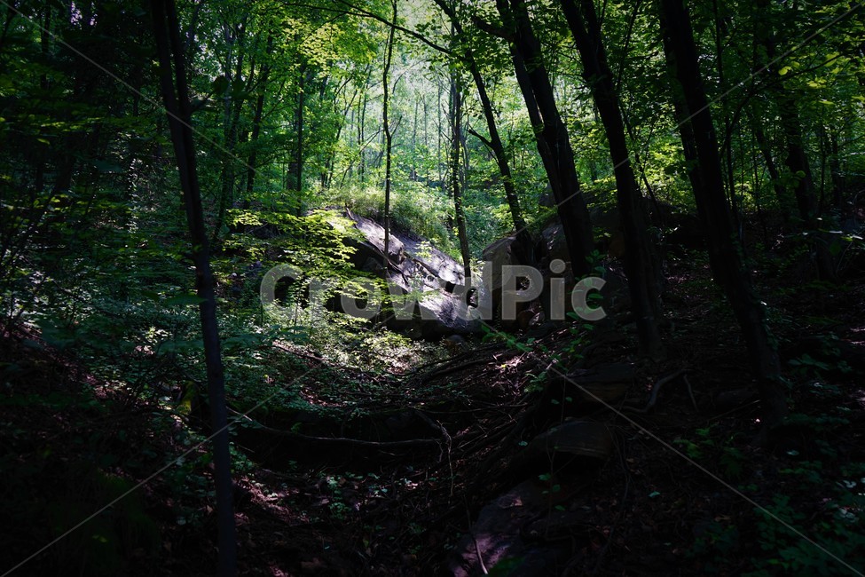 나무,초록,그늘,숲,신록,woods,green,shadow,forest,자연,nature,힐링,휴식,시원함,고요함,healing,relaxation,cool,calm,forestbathing,freshness,자연,풍경,nature,landscape,휴식,힐링,rest,relaxation,healing,vegetation,초목,plant,식물,tree,outdoors,옥외,land,땅,woodland,삼림지,ground,바닥