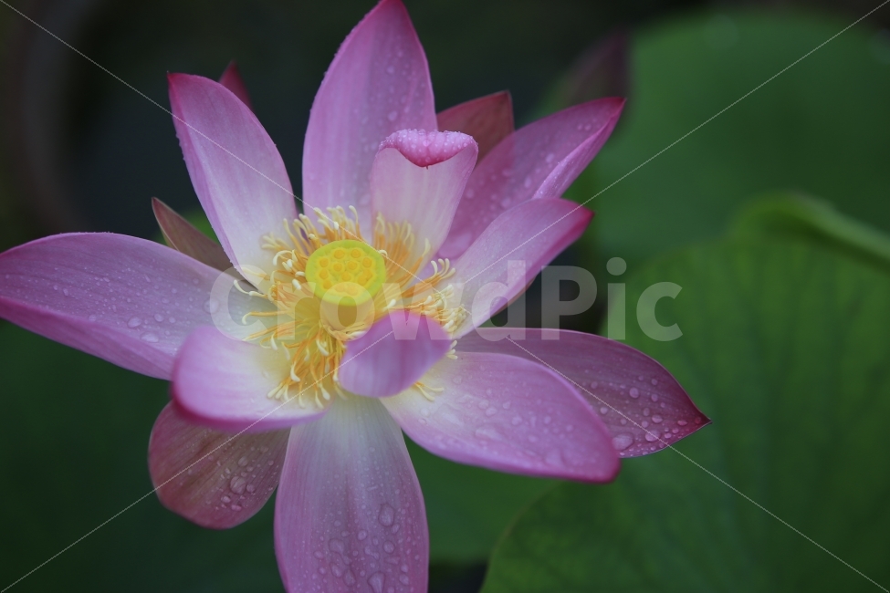 연꽃,꽃,분홍,감성,자연,식물,식물,자연,plants,nature,꽃,flower
