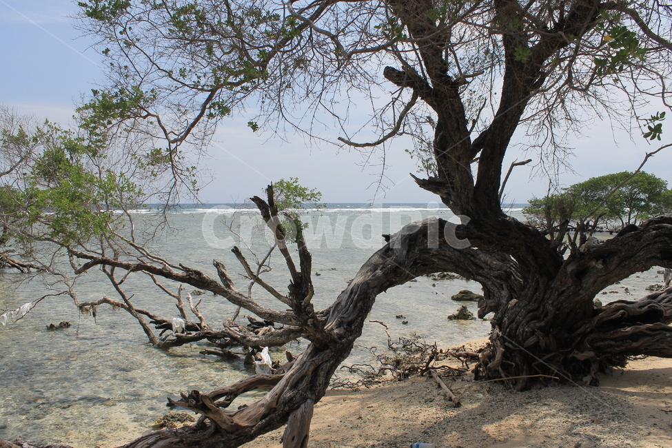 인도네시아,길리,해변,나무,나무해변,indonesia,gili,beach,beachandtree,vacation,nature,sea,고즈넉