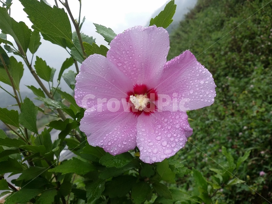 꽃,식물,flower,plant,무궁화,무궁화꽃,자연,식물,자연,plants,nature,꽃,flower