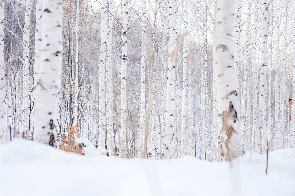 자작나무,자작나무숲,눈길,겨울,감성,숲속,겨울,계절,winter,season,자연,풍경,nature,landscape,식물,plants,나무,trees,wood,tree,plant