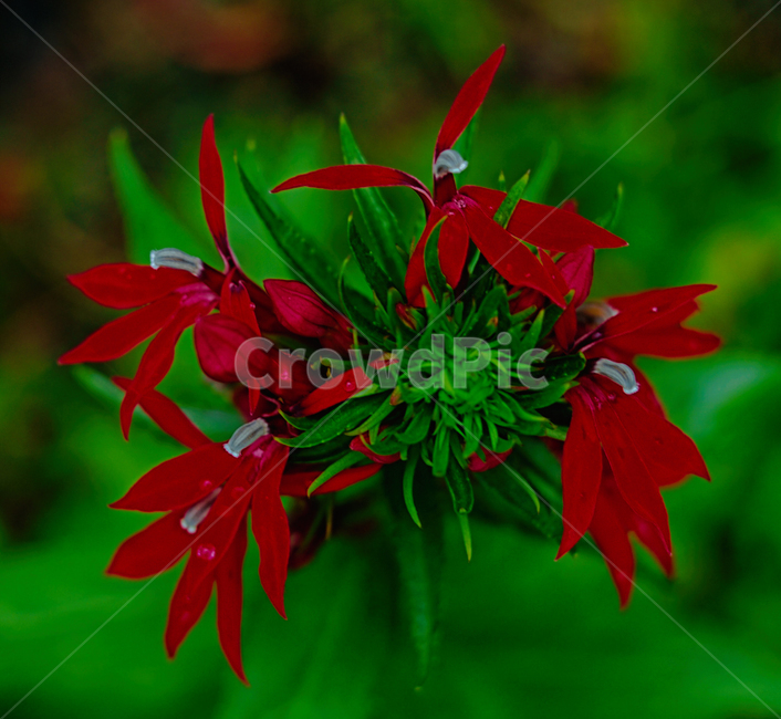 꽃,붉은,식물,강렬한,자연,식물,자연,plants,nature,꽃,flower