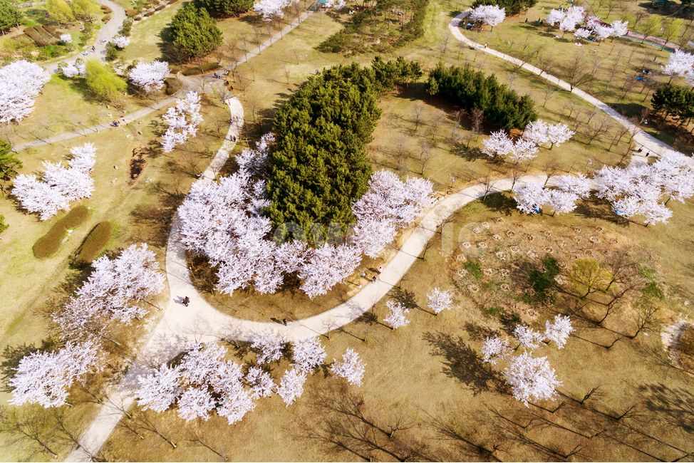 봄,벗꽃,꽃,봄나들이,봄소식,봄,계절,spring,season,자연,풍경,nature,landscape,outdoors,옥외,경치,scenery,ground,바닥