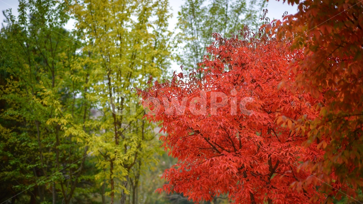 가을,단풍,빨강,나무,자연,가을,계절,fall,autumn,season,tree,plant,식물,maple,leaf,잎