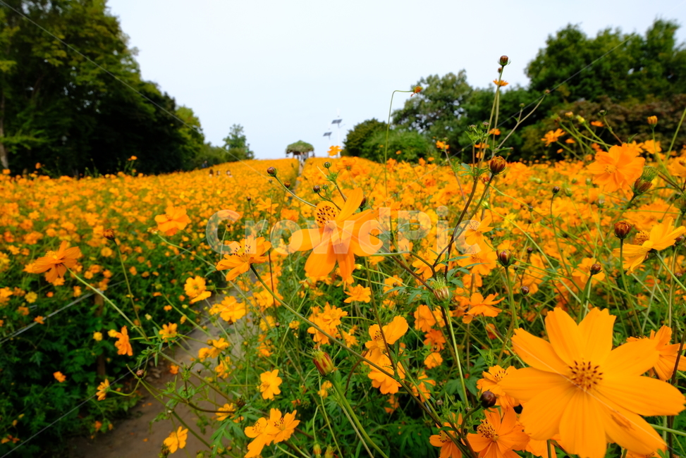 코스모스,황화코스모스,데이트,꽃,식물,가을,계절,fall,autumn,season,자연,풍경,nature,landscape,field,들,grassland,목초지,outdoors,옥외,meadow,farm,농장,rural,농촌