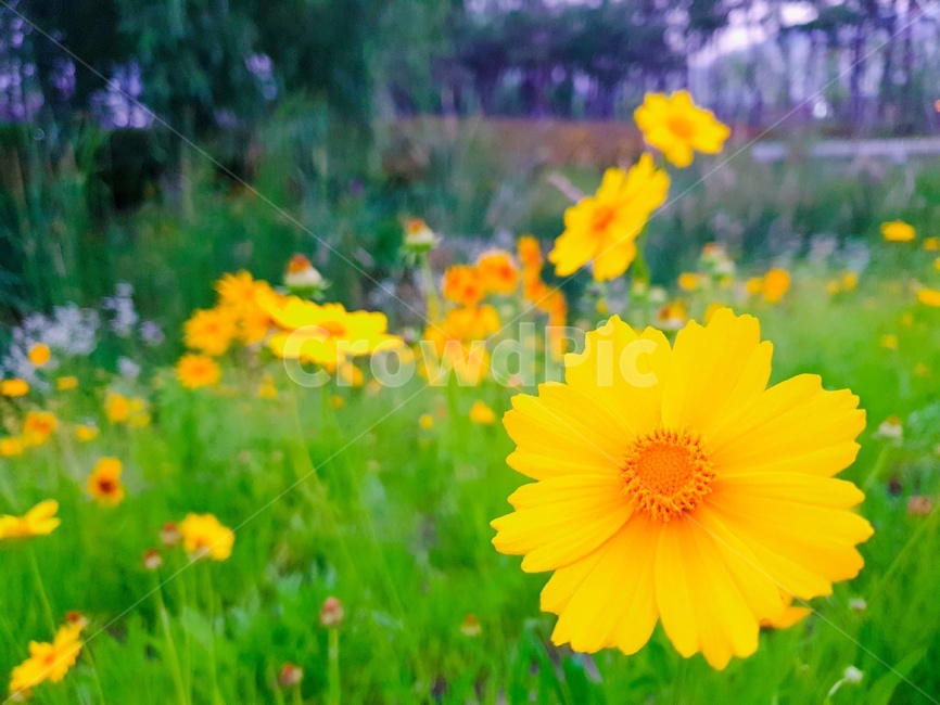 꽃,공원,여름,식물,노란꽃,산책길,노란