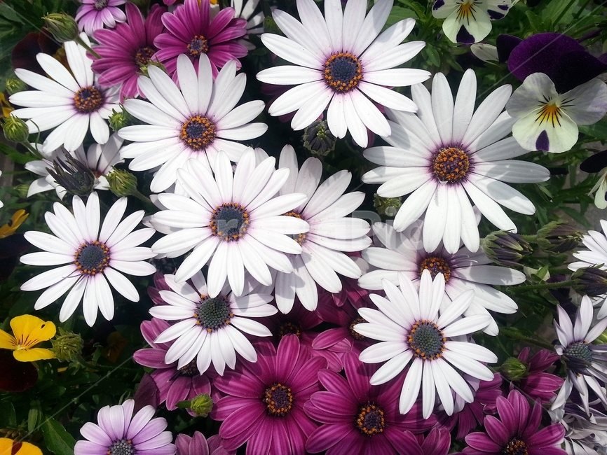 오스테오스펄멈,꽃,봄,자연,식물,아프리카원산,아프리칸데이지,flower,plant,floral,garden,Osteospermum,디모르포테카,데모루,오스테오스퍼멈,원예,아름다움,bloom,향기,화사,동그라미,꽃잎,암술,수술,beautiful,식물,자연,plants,nature,꽃,flower