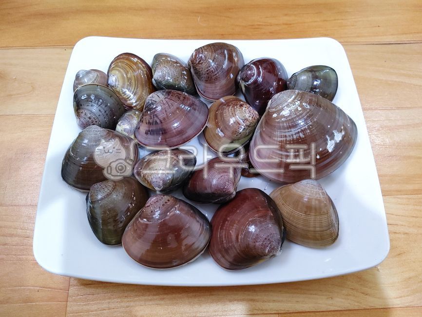 seashell,ours,native,raw fish,ingredients,fish and shellfish,marine life,seafood,lily shell,natural product,cooking ingredients,food,For grilling,highquality clams,edible,clam,invertebrates,domestically produced
