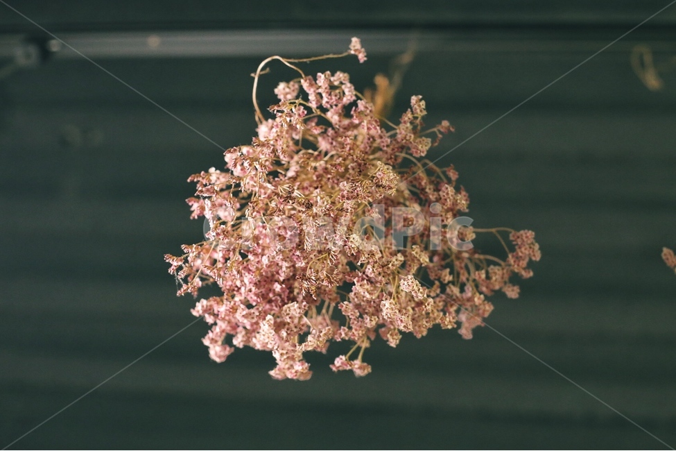 꽃,드라이플라워,꽃다발,분홍꽃,세월,꽃,flower,실내용화초,화분,화초,house plant,감성,sensible,feeling,인테리어,실내디자인,interior design