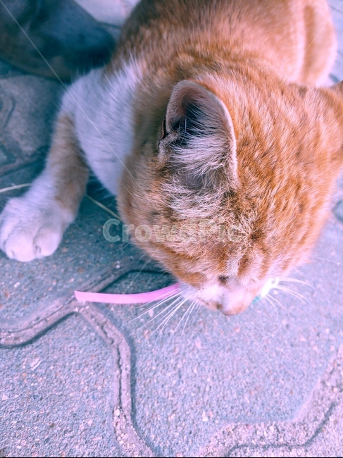 고양이,cat,동물,animal,머리,head,물고있는,biting